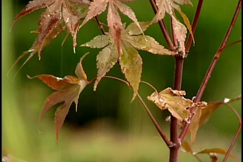 Raining Rain drops on a leaves Stock Footage 719305