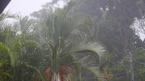 Raining in Rainforest Stock Footage 81228343