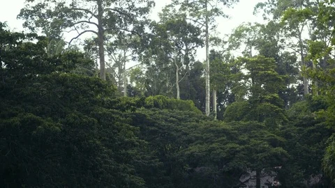 Raining in the rainforest Stock-Footage 82177360
