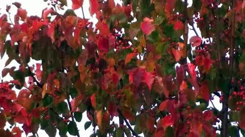 Raining on Red and Green Tree Leaves Stock Footage 12571627
