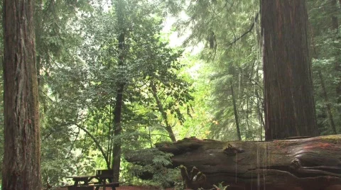 Raining in the Redwoods Stock Footage 549887