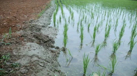 Raining rice field in Asia Stock Footage 64178372