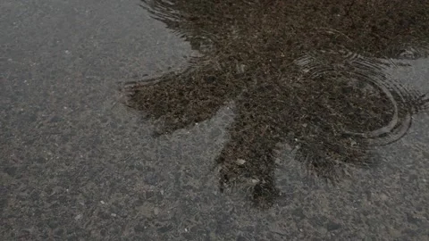 Raining on the road, Raindrops falling down road heavy night. Stock Footage 157270924