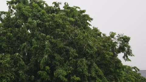 Raining scenery with big tree on background. Rain drop on leaf tree Stock Footage 294941746