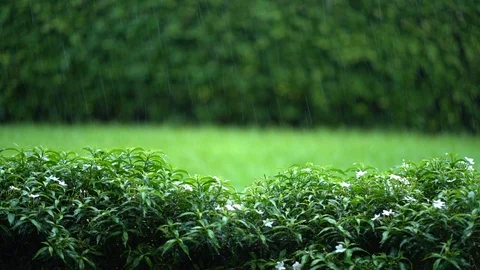 Raining season Video stock 111375318