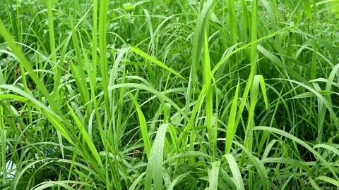Raining season Stock Footage 331880411