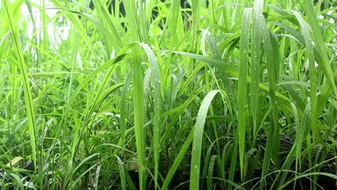 Raining season Stock-Footage 331880473
