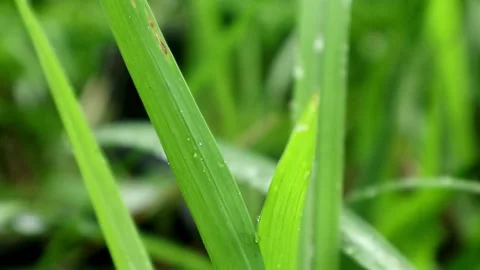Raining season Stock-Footage 331884390
