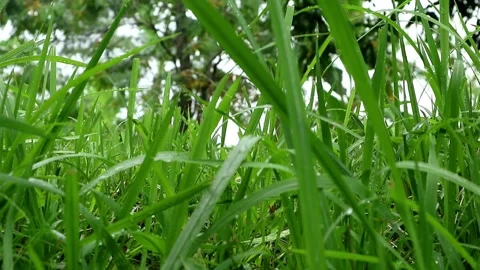 Raining season Stock Footage 331884391