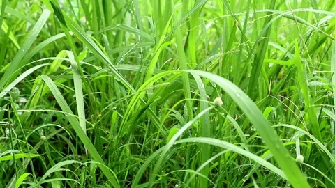 Raining season Stock-Footage 331884453