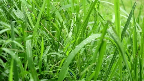 Raining season Stock-Footage 331884468