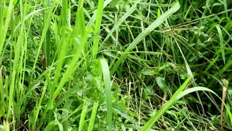 Raining season Stock-Footage 331884485