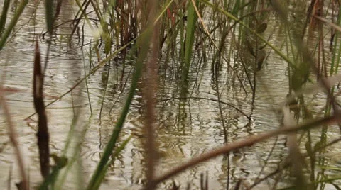 Raining on Shallow Everglades Water Stockbeeldmateriaal 26742886