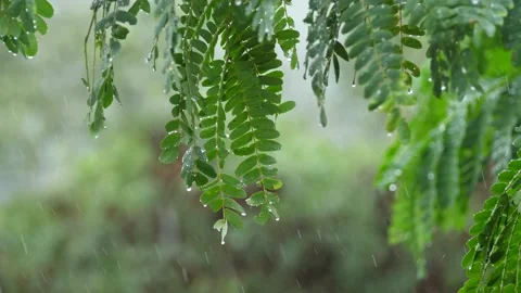 Raining shower in the dense forest, close-up of rainfall in jungle Stock Footage 166874589