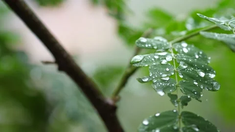 Raining shower in the dense forest, close-up of rainfall in jungle Stock Footage 167169127