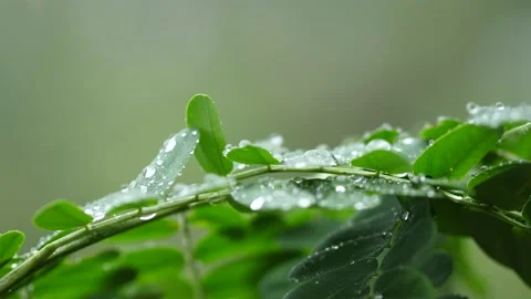 Raining shower in the dense forest, close-up of rainfall in jungle, Stock Footage 167294721