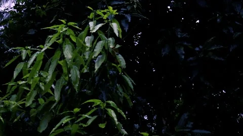 Raining shower in the dense forest, close-up of rainfall in the jungle Stockbeeldmateriaal 244734713