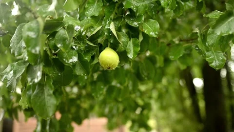 Raining shower in the dense forest, close-up of rainfall in jungle, water Stock-Footage 246373337