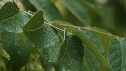 Raining shower in the dense forest, close-up of rainfall in jungle, water Stock Footage 247129274