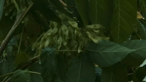 Raining shower in the dense forest, close-up of rainfall in jungle, water Stock Footage 247129293