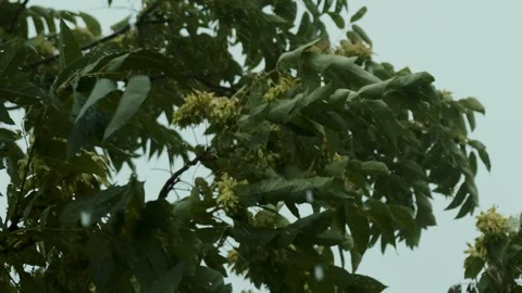 Raining shower in the dense forest, close-up of rainfall in jungle, water Stock Footage 247129392