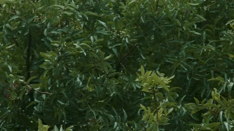 Raining shower in the dense forest, close-up of rainfall in jungle, water Stock Footage 247129437