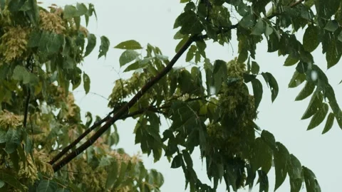 Raining shower in the dense forest, close-up of rainfall in jungle, water Stock Footage 247439151