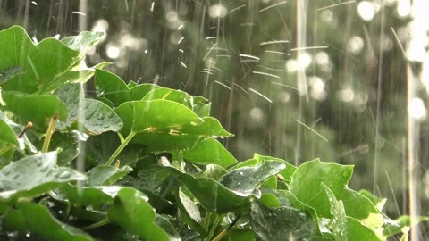 Raining shower in the dense forest, close-up of rainfall in jungle, Stock Footage 275646672