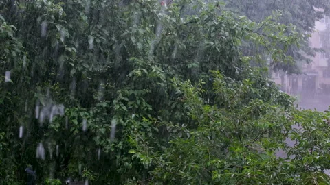 Raining shower in the dense forest, close-up of rainfall in jungle, water Stock Footage 277442192