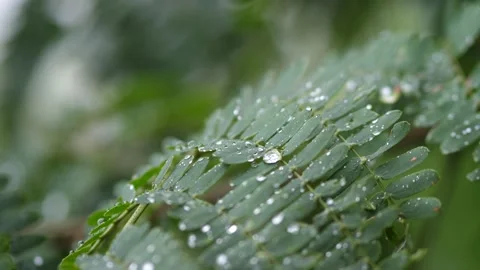 Raining shower in the dense forest Video stock 166782801