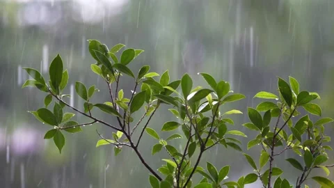 Raining shower in the dense forest Stock Footage 166819510