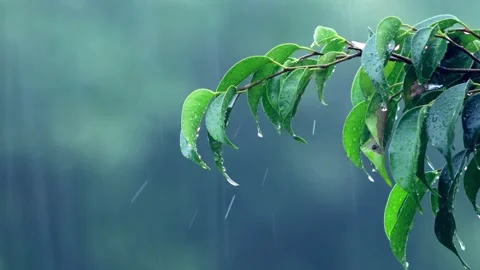 Raining shower in the dense forest Stock Footage 274513940