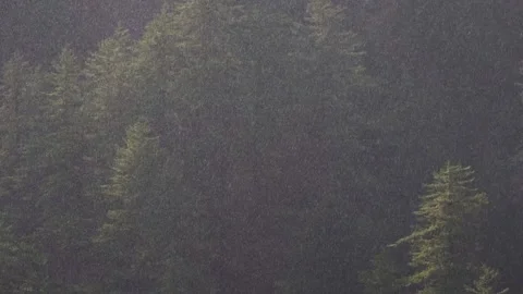 Raining shower in the dense green forest. Video stock 280262045