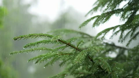 Raining shower in the forest, close up of rainfall in jungle, water droplets  Stockbeeldmateriaal 172602657