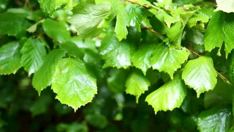 Raining shower in the forest Stock Footage 201936312