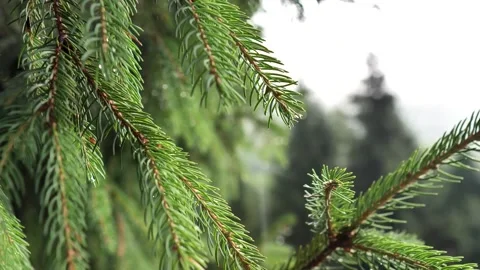 Raining shower in the forest Stock Footage 201936384