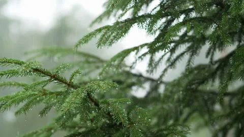 Raining shower in the forest, having rainfall in jungle, water droplets fixed Stockbeeldmateriaal 172602629