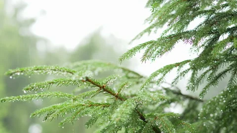Raining shower in the forest, having rainfall in jungle, water droplets fixed Stock Footage 173001754