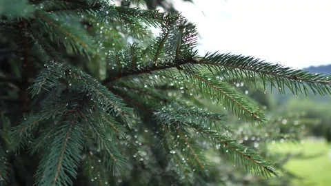 Raining shower in the forest, having rainfall in jungle Stock Footage 201936389