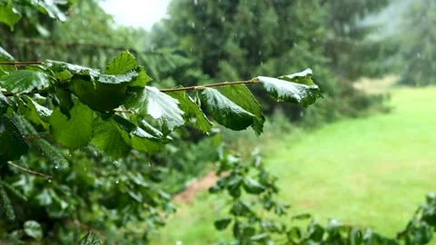 Raining shower in the forest, water droplets fixed on green leaves Stock Footage 201936307