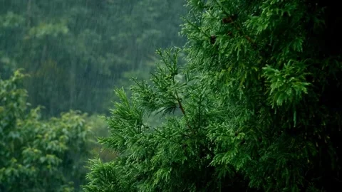 Raining shower in the green forest tropical loop video footage Stock Footage 305264041