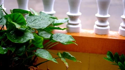 Raining on the small tree in bucket Stock Footage 100765501