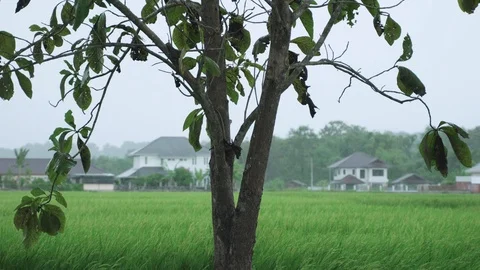 Raining storm at green rice field Video stock 97372501