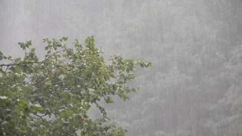 Raining, Storm, Torrential Summer Rain in Forest, Inundation, Flooding Calamity Stock Footage 345157642