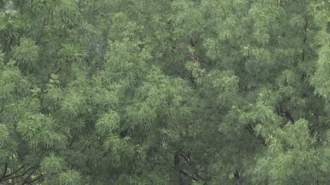 Raining, Storm, Torrential Summer Rain in Forest, Inundation, Flooding Calamity Stock Footage 345157786