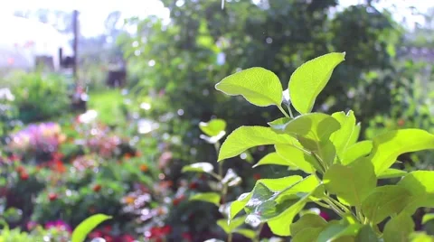 Raining on a Sunny day in the Park Video stock 64973157