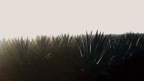 Raining sunrise in agave fields open wide angle shot Stock Footage 339843422