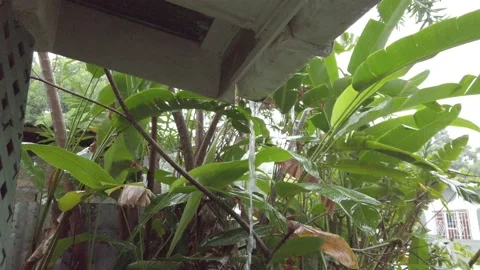 RAINING THROUGH CATCHER Stock Footage 145297330