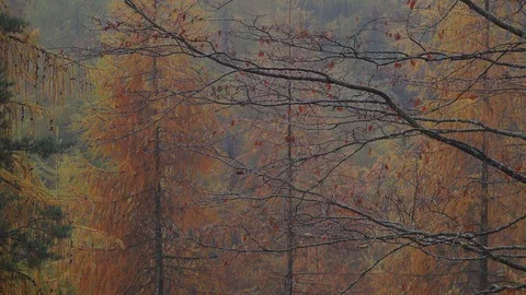 Raining through red beeches and orange larches Stock Footage 129558154