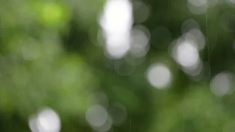 Raining with tree and bokeh lighting background Stock Footage 80673479